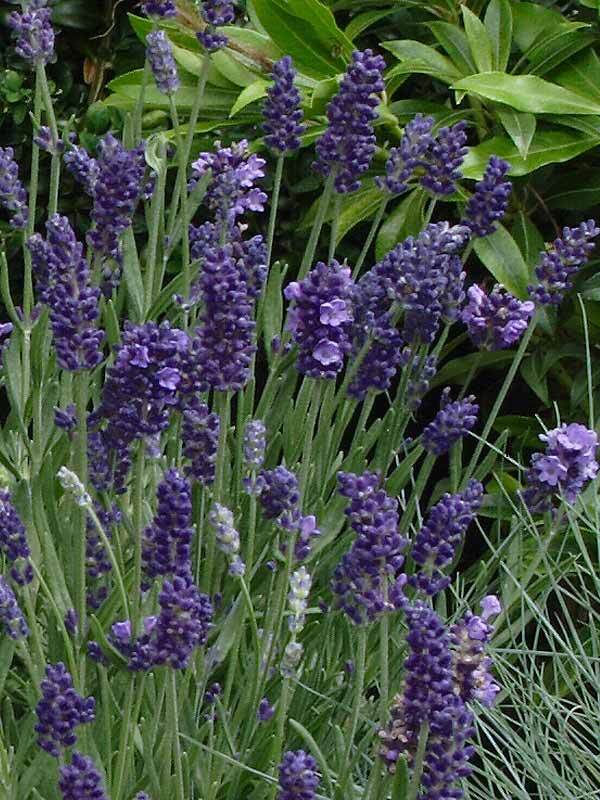Lavendula Ellagance Purple