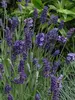 Lavendula Ellagance Purple