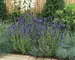 Lavendula Ellagance Purple
