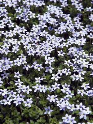 Link to Laurentia Fluviatilis