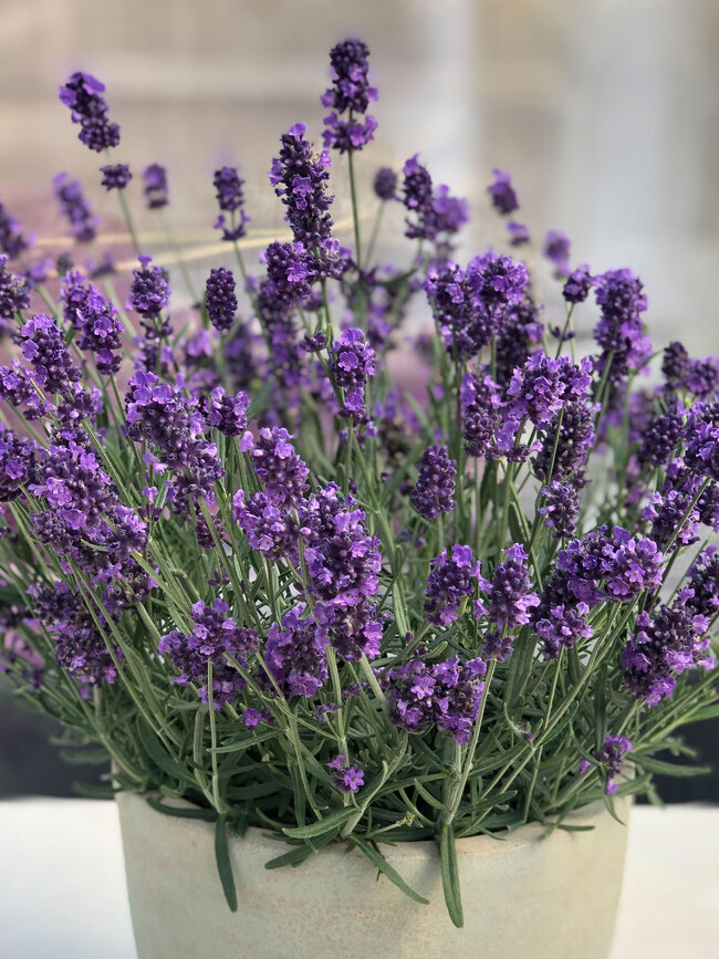 Lavandula Lavenize Fully