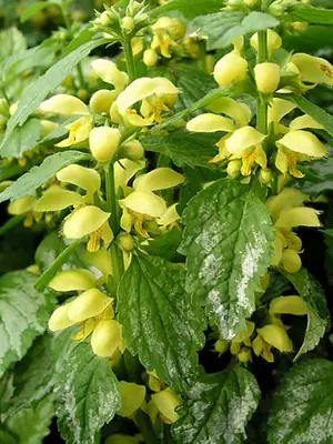 Link to Lamiastrum Galeobdolon