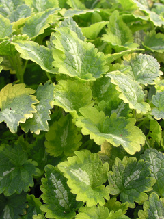 Lamium