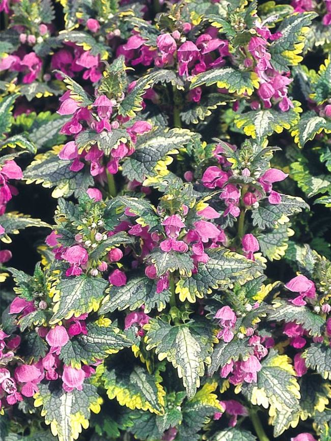 Lamium Golden Anniversary Bluestone Perennials