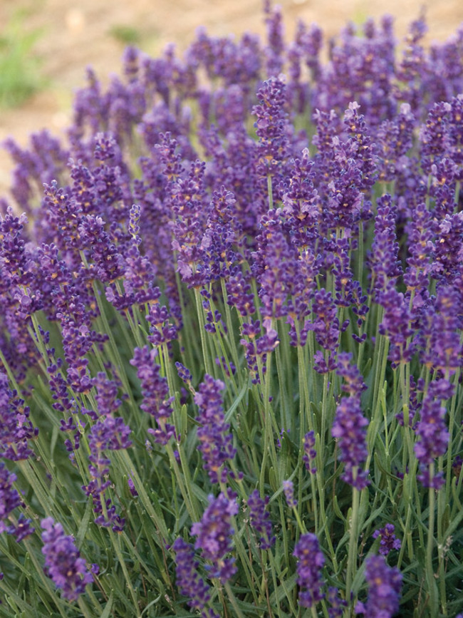 Lavandula Hidcote-Superior