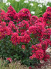 Lagerstroemia Lava Java
