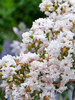 Lagerstroemia Like a Latte