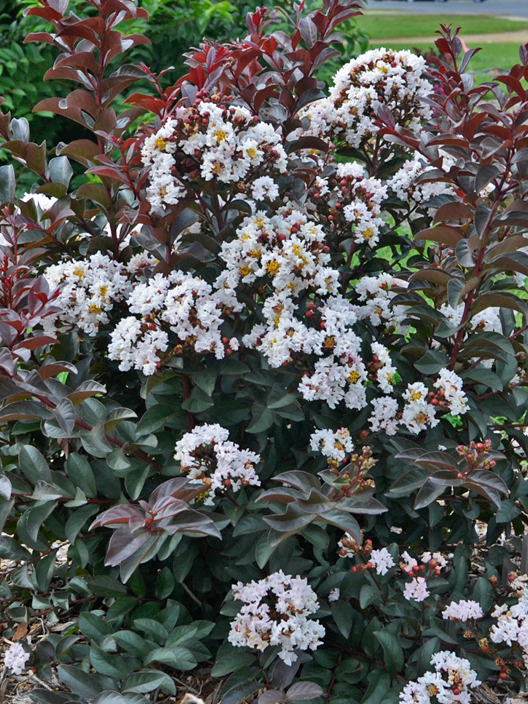 Lagerstroemia 'Like a Latte' PP28778