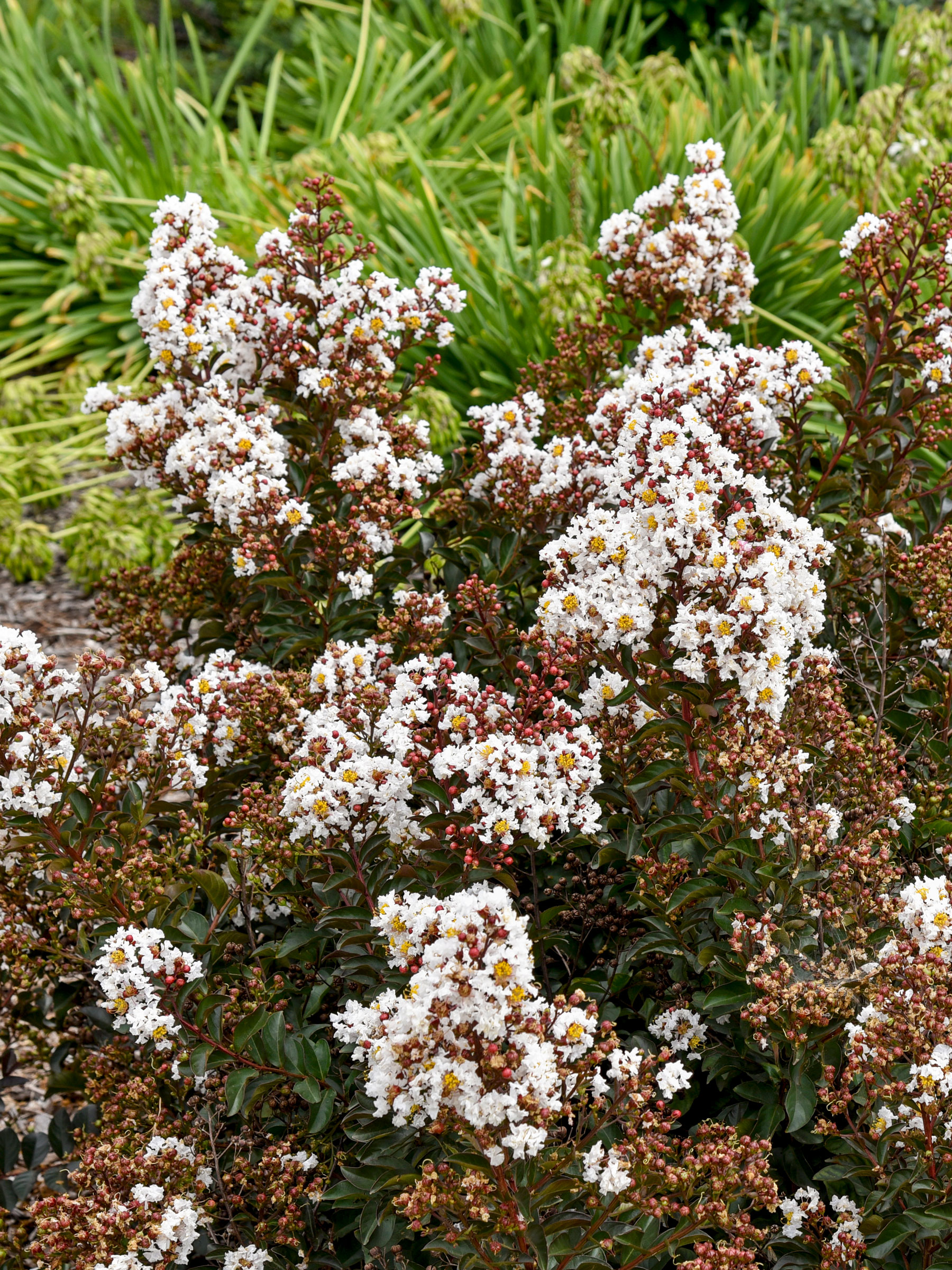 Lagerstroemia Like a Latte | Bluestone Perennials