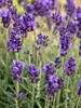 Lavandula Lavance-Purple