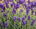 Lavandula Lavance-Purple