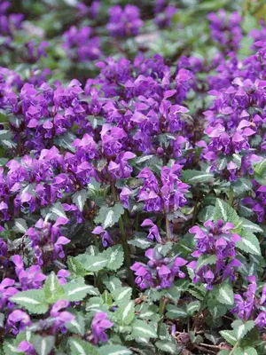 Link to Lamium Chequers