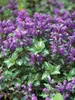 Lamium Chequers