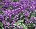 Lamium Chequers