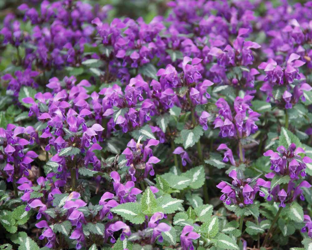 Lamium Chequers | Bluestone Perennials, image size:1000x800