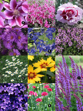 Lamp Post Garden -- Bluestone Perennials