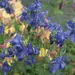 Lamp Post Garden