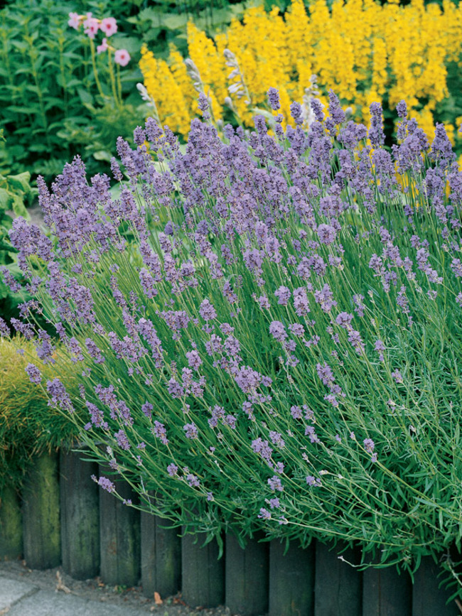 Munstead English Lavender Plants For Sale