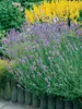Lavandula Munstead