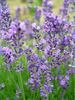 Lavandula Munstead