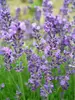 Lavandula Munstead