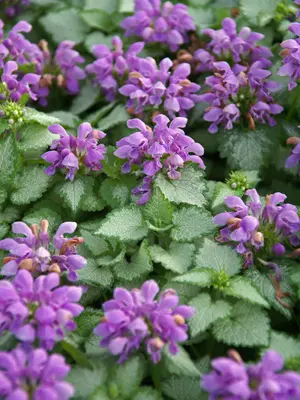 Link to Lamium Orchid Frost