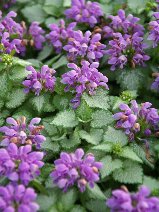 Image of Lamium plant