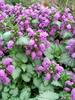 Lamium Orchid-Frost