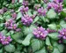 Lamium Orchid-Frost