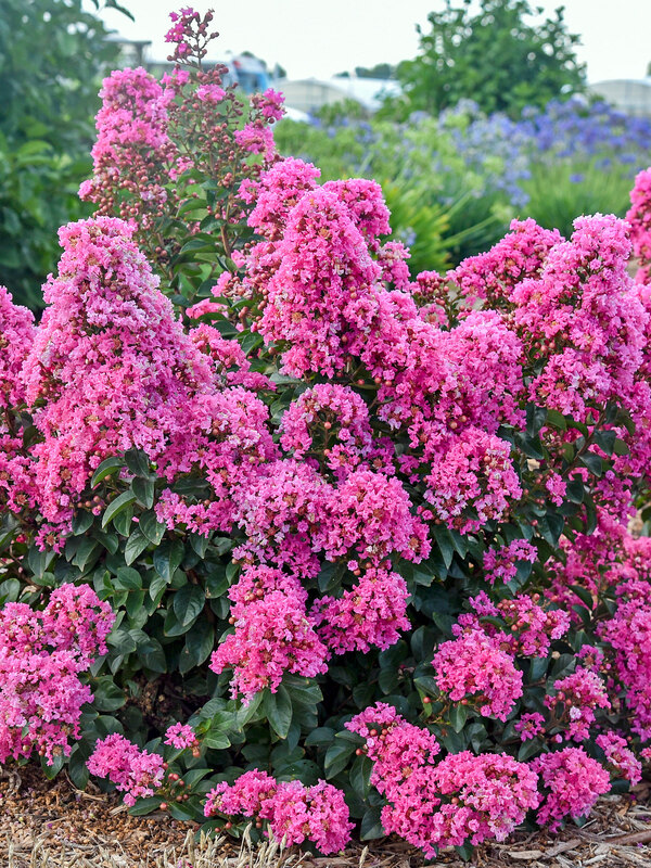 Lagerstroemia Peppermint Mocha
