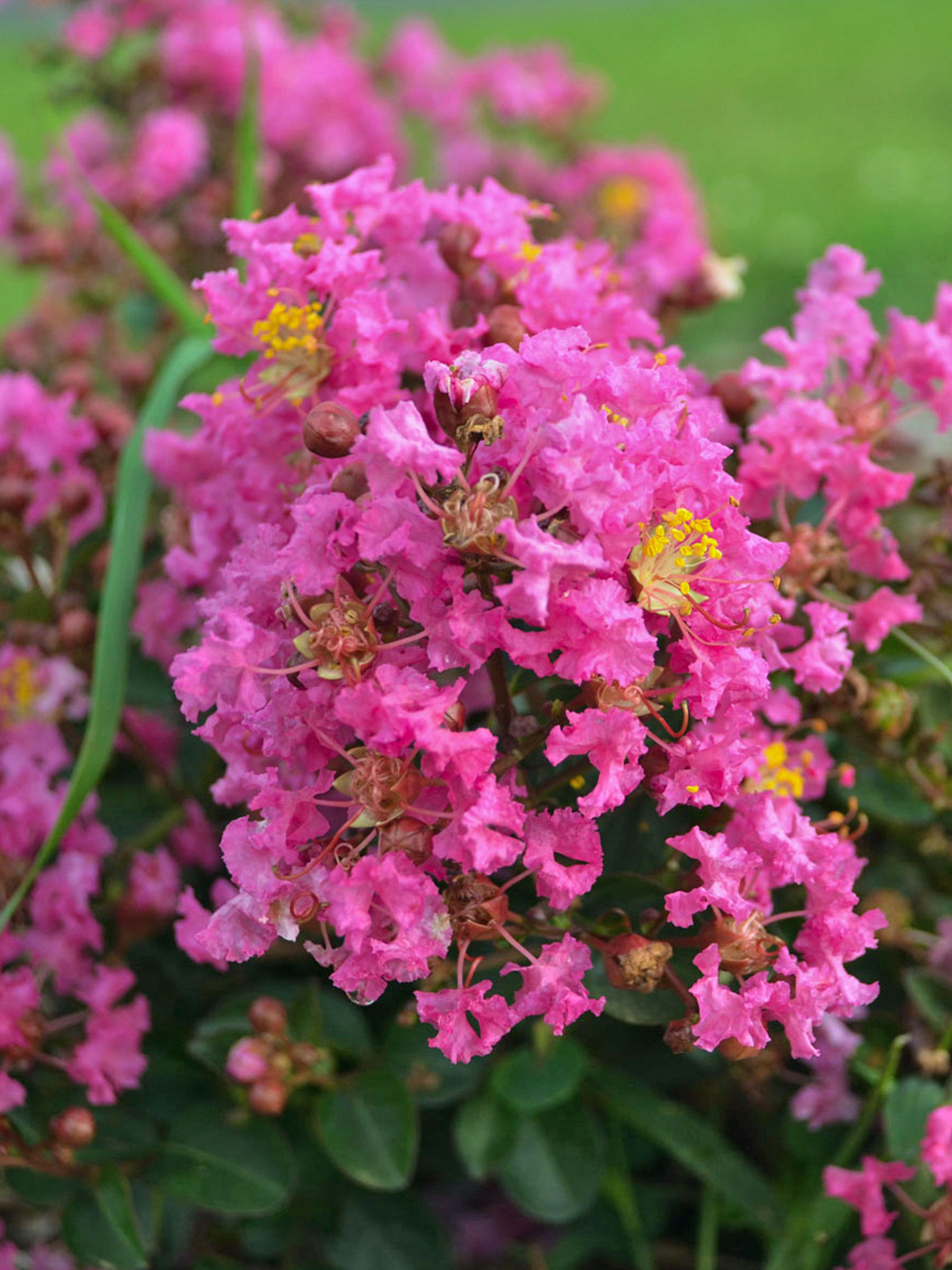 Lagerstroemia Peppermint Mocha | Bluestone Perennials