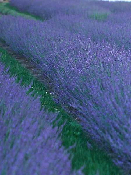 Product Viewer - Lavandula Phenomenal