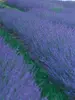 Lavendula Phenomenal