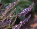 Lavendula Phenomenal