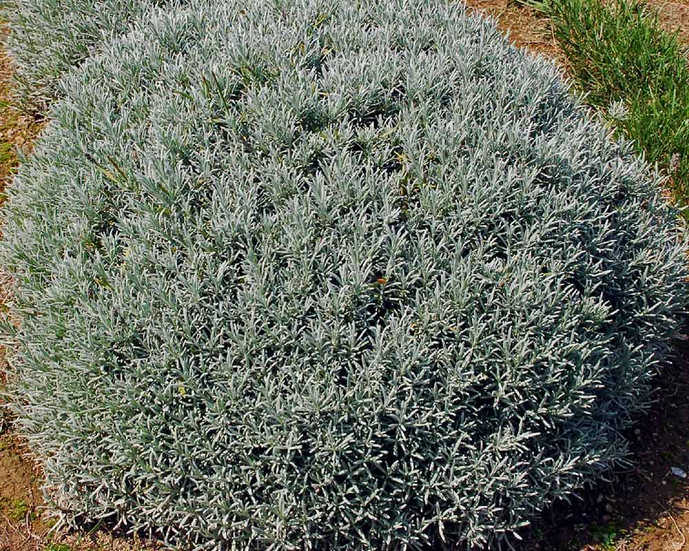 Lavandula Phenomenal | Bluestone Perennials