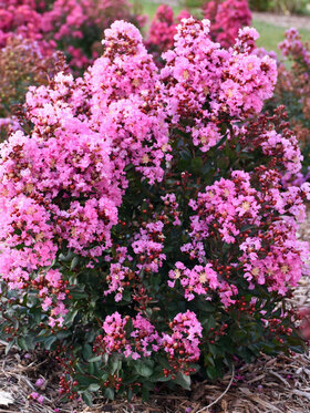 Photo of Lagerstroemia Perky Pink
