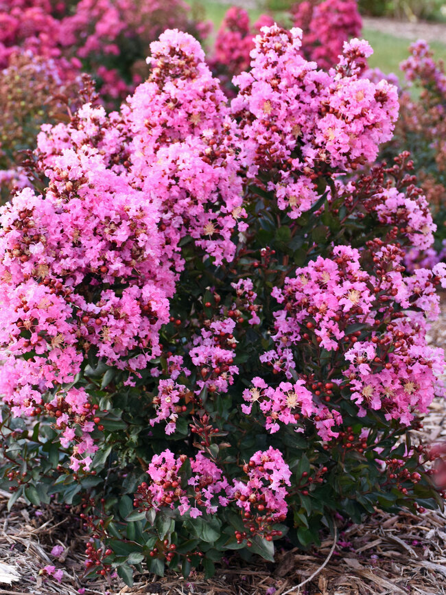 Lagerstroemia Perky Pink