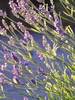 Lavandula Platinum Blonde