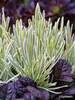 Lavandula Platinum Blonde