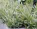 Lavandula Platinum Blonde