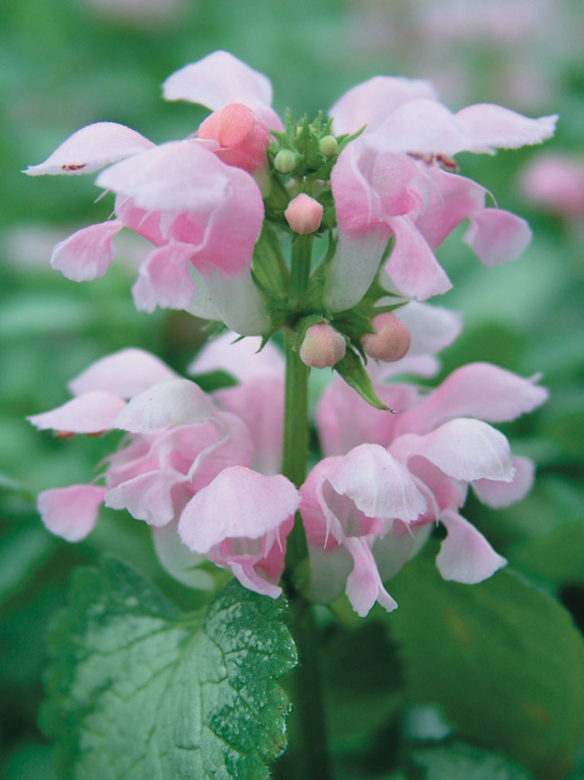 Lamium Pink Pewter