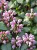 Lamium Pink Pewter