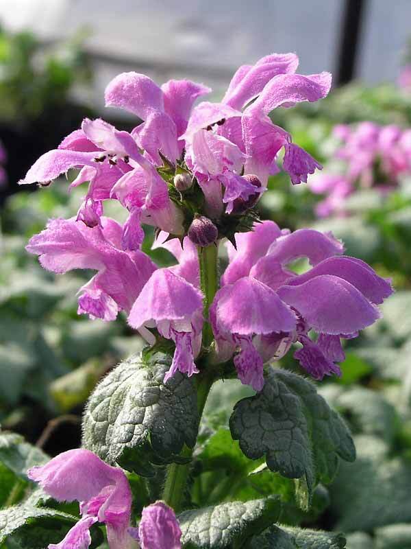 Lamium Red Nancy