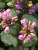 Lamium Red Nancy