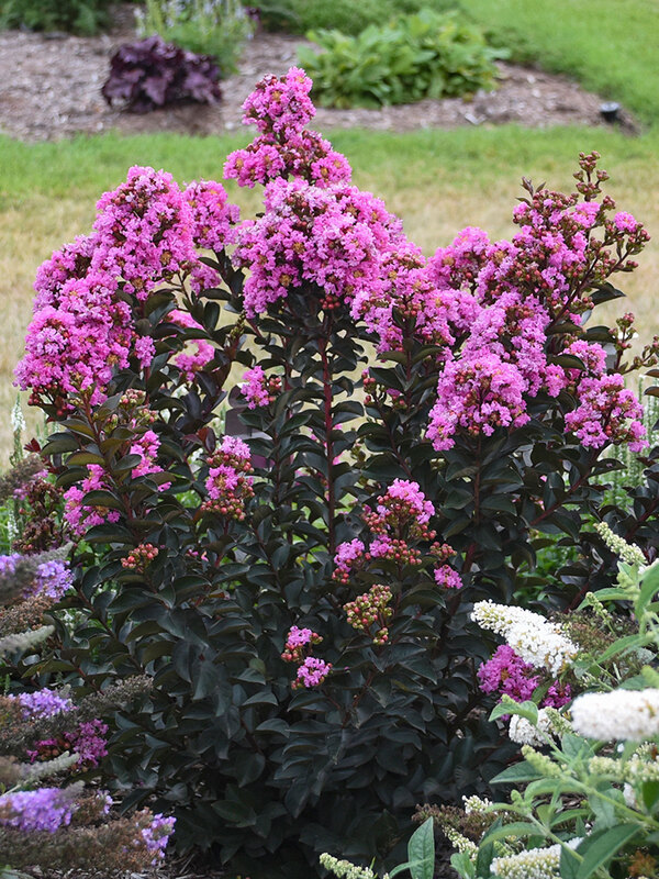 Lagerstroemia Sweet Macchiato