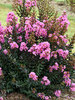 Lagerstroemia Sweet Macchiato