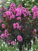 Lagerstroemia Sweet Macchiato