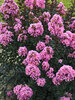 Lagerstroemia Sweet Macchiato