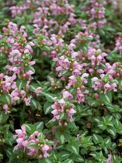 Lamium