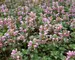 Lamium Shell Pink